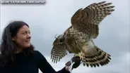 "H IS FOR HAWK: A NEW CHAPTER"