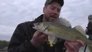 Willmar Walleyes