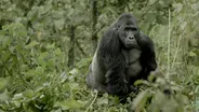 Preview of Silverback