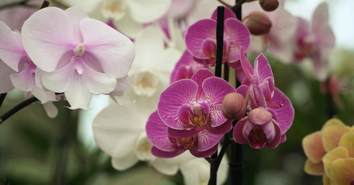 North Carolina Weekend | Seagrove Orchids | Season 18 | Episode 2 | PBS NC