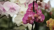 Seagrove Orchids