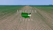 Healing Fields