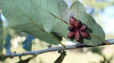 Video thumbnail: Central Texas Gardener Best Tips for Growing Fruit Trees