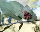 Best Tips for Growing Fruit Trees