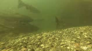 Baby Chinook Salmon Release