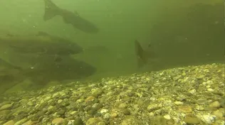 Baby Chinook Salmon Release