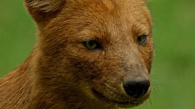 Dhole Pack Coordinates Attack on Deer