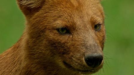 Video thumbnail: Nature Dhole Pack Coordinates Attack on Deer