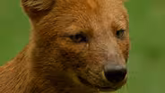 Dhole Pack Coordinates Attack on Deer