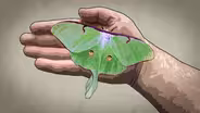 Episode 4: Tails of the Luna Moth
