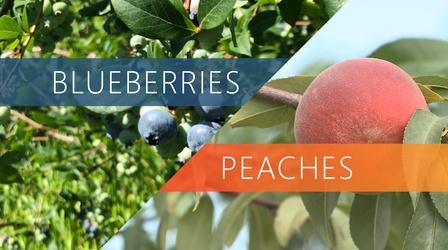 Video thumbnail: The Local Feed Blueberries | Peaches