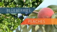 Blueberries | Peaches