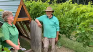 Raising Chickens