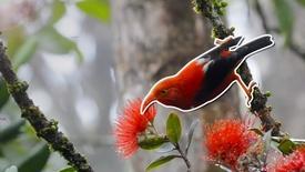 Understory | How Engineered Mosquitos Could Save Birds: asset-mezzanine-16x9