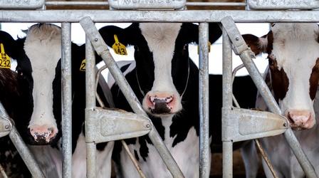 Video thumbnail: PBS NewsHour Fragments of bird flu virus detected in cow's milk