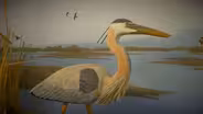 Birds of Vermont Museum