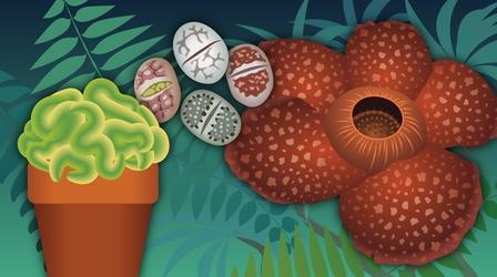 Video thumbnail: Crash Course Botany What is Botany?