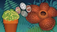 What is Botany?