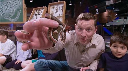 Video thumbnail: Hands-On Science Incredible Insects