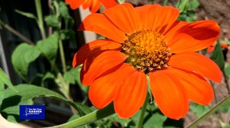 Video thumbnail: You Bet Your Garden You Bet Your Garden, S3 Ep.15 Last Minute Gifts