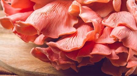 Video thumbnail: Rhode Island PBS Weekly My Take: Mushrooms, Mushrooms Everywhere