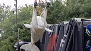 Go Behind the Scenes With Shedd Aquarium’s New Rescued Belugas
