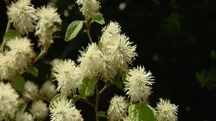 Virginia Home Grown: Fothergilla