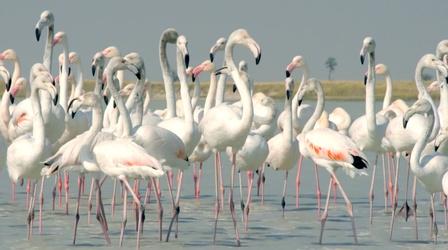 Flamingos Feed After the Rains