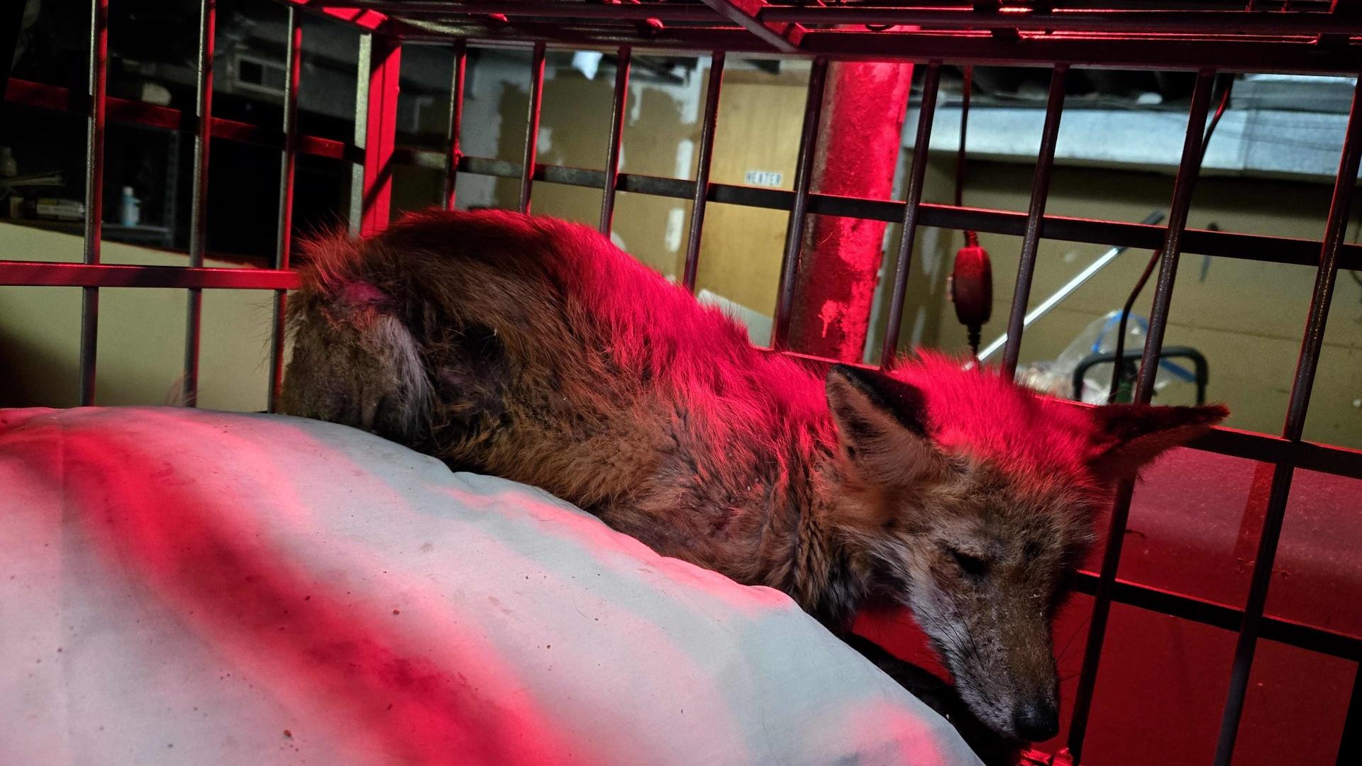 Volunteers rescue red foxes afflicted with mange | NJ Spotlight News ...