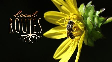 Video thumbnail: Local Routes Local Routes: How to Help Native Bees Thrive (Episode 701)