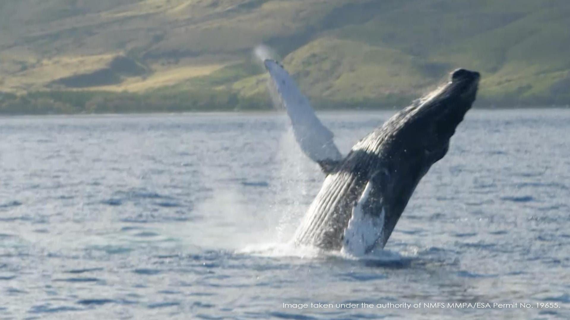 Mystery Of The Humpback Whale Song Trailer Changing Seas Programs Mystery of the humpback whale song trailer changing seas programs