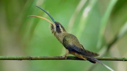 Video thumbnail: Nature Long-Billed Hermit’s Mating Dance
