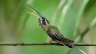 Long-Billed Hermit’s Mating Dance