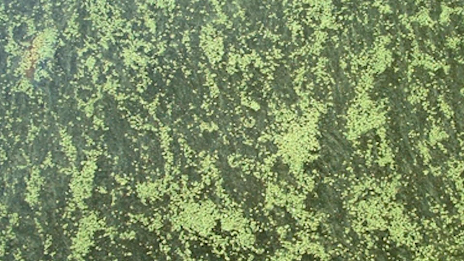 Harmful Algal Blooms Found at Kentucky Lake