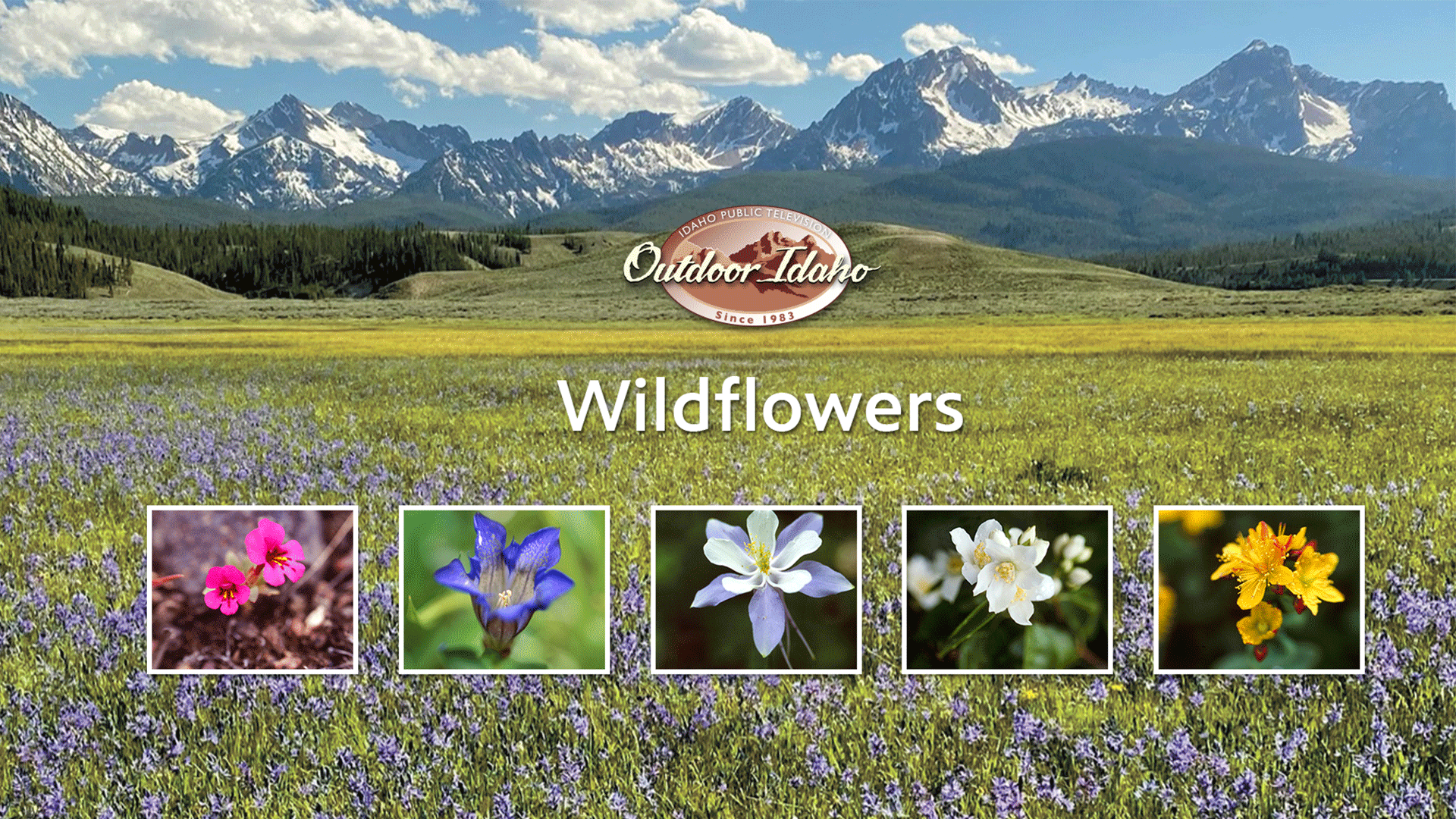 Outdoor series-Wildflowers