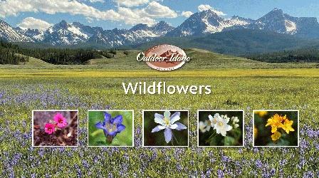 Video thumbnail: Outdoor Idaho Wildflowers