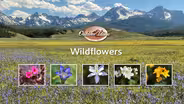 Wildflowers