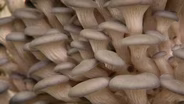 Indoor Mushroom Cultivation