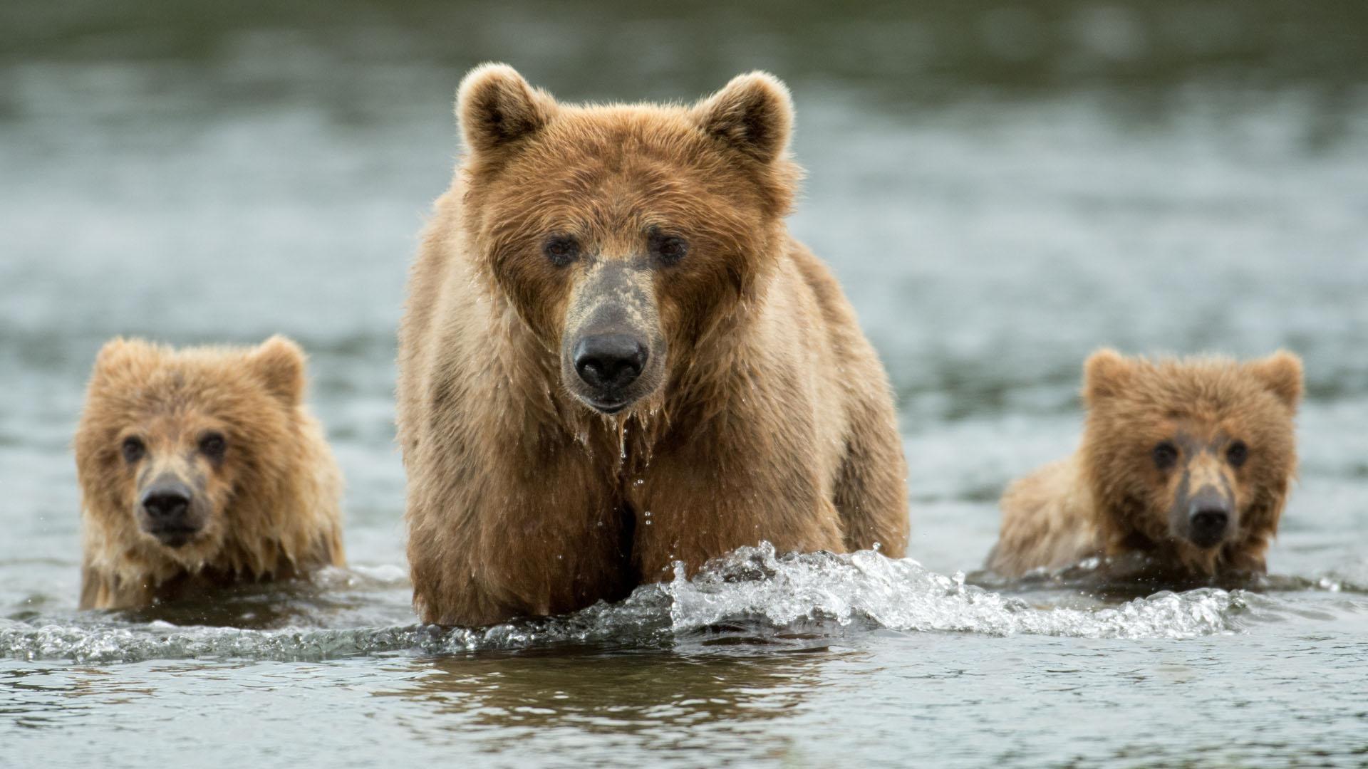 The Mountain Brown Bear Cubs Grizzly Find 10 Bears Mama Bears