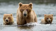 Bears Preview