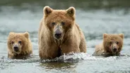 Bears Preview