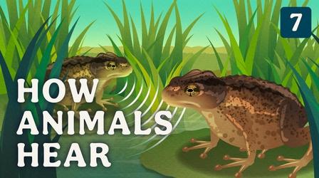 Video thumbnail: Crash Course Zoology How Animals Hear