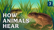 How Animals Hear