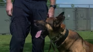 Cannabis Sniffing K-9's: Out of a Job?