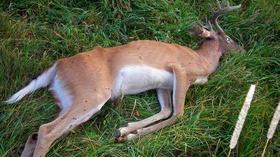 Video thumbnail: South Dakota Focus SDF 2420 Chronic Wasting Disease