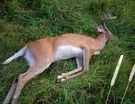 SDF 2420 Chronic Wasting Disease