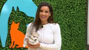 KPBS Evening Edition Special: San Diego Animal Shelters In Crisis