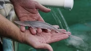 Saving What Lives in the Water