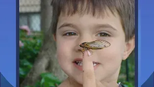 Don’t Believe the Hype About Cicadas in Chicago
