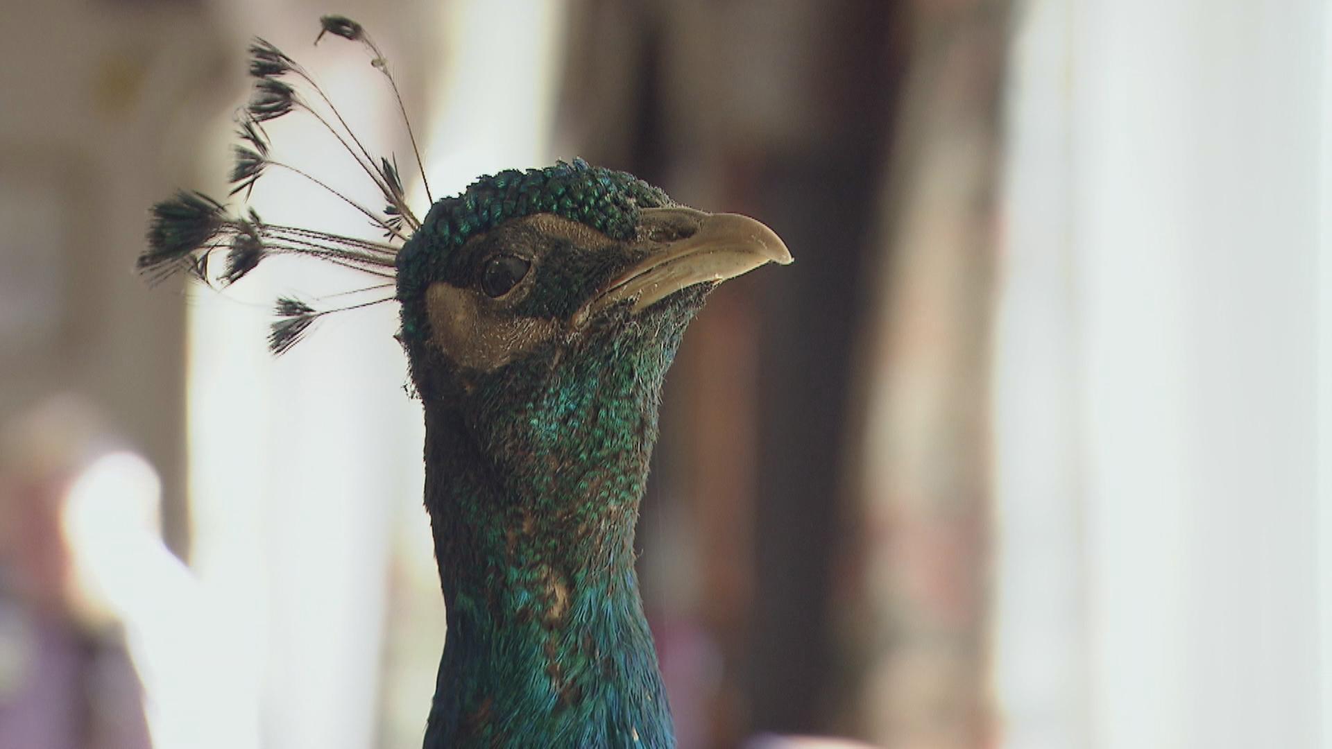 Does Peacock Have Live TV? Yep, and Way More Than You'd Think